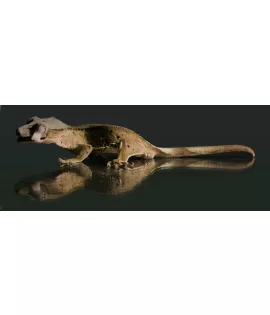 Crested Gecko