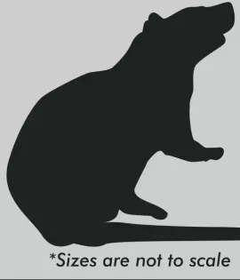 Live Jumbo Rat