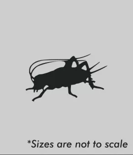 Dozen Large Crickets 3/4 inch