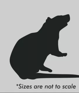 Live Large Rat