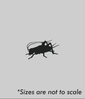 Dozen Medium Crickets 5/8 inch