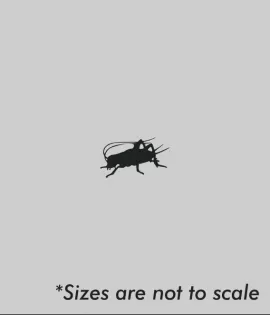 Dozen Small Crickets 3/8 inch