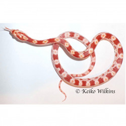 Corn Snake -- Albino
