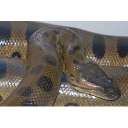 Baby Green Anaconda