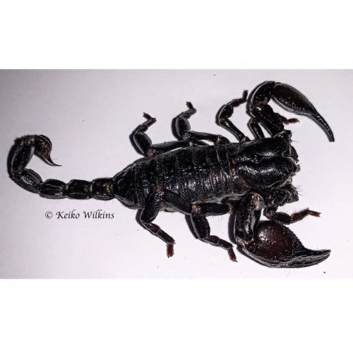 Asian Forest Scorpion Asian Forest Scorpion