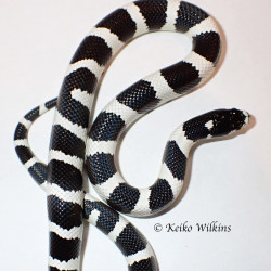 California Kingsnake