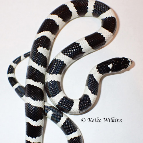 California Kingsnake