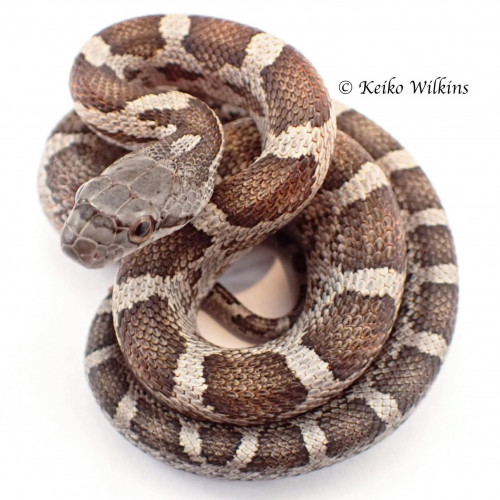 Corn Snake -- Normal