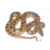 Baby Green Anaconda