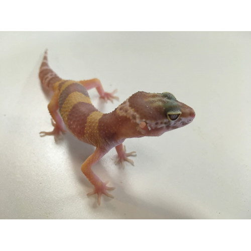 Baby Leopard Gecko Baby Leopard Gecko