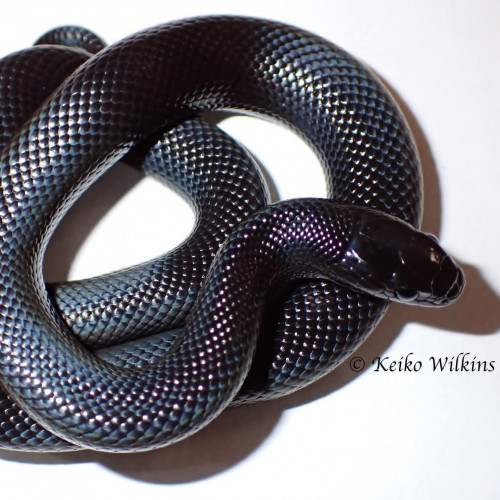 Mexican Black Kingsnake