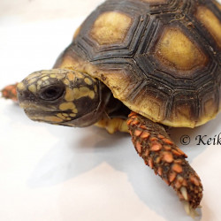 Red Foot Tortoise Red Foot Tortoise