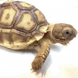Baby Sulcata Tortoise Baby Sulcata Tortoise