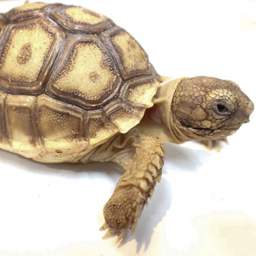 Baby Sulcata Tortoise Baby Sulcata Tortoise