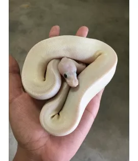 Blue-eyed Leucistic Ball Python