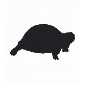 Turtles and Tortoises Turtles and Tortoises