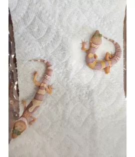 Albino Leopard Gecko - Baby